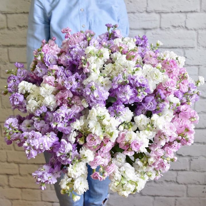 Облако маттиол в Бийске