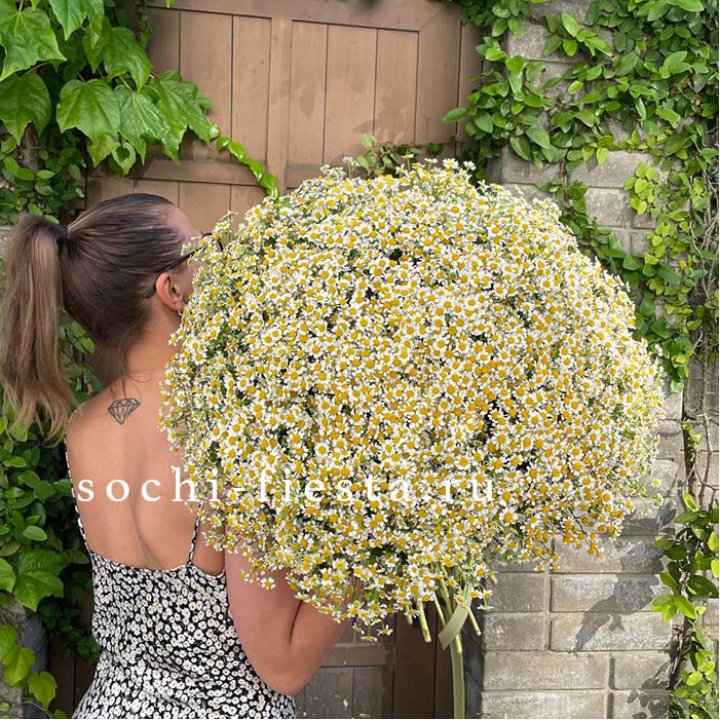 101 ромашка в Бийске