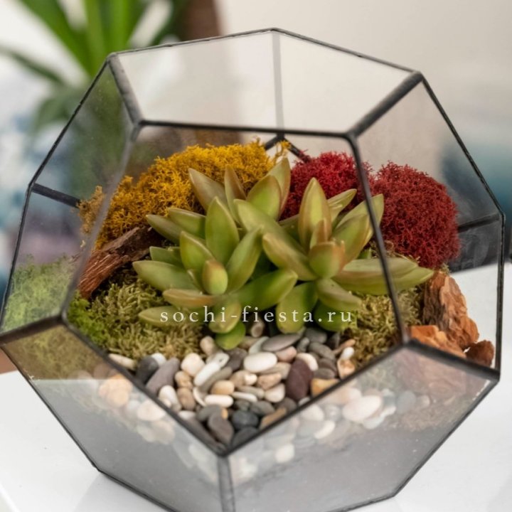 Флорариум “Додекаэдр” с суккулентом Седум в Бийске