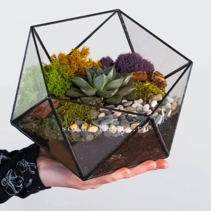 Флорариум “Икосаэдр” с суккулентом Каменная Роза в Бийске
