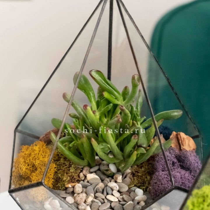 Флорариум “Капля” с суккулентом Крассула Хоббит в Бийске