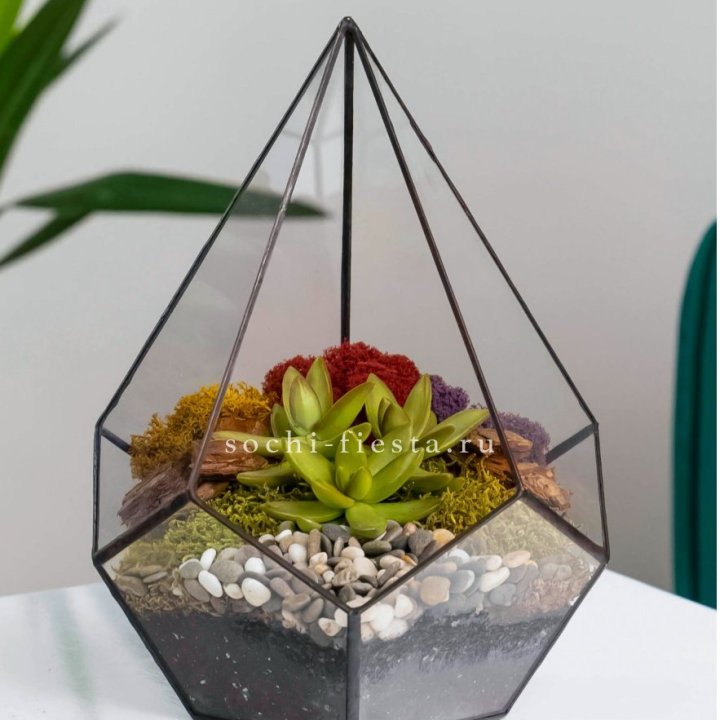 Флорариум Капля с суккулентом в Бийске