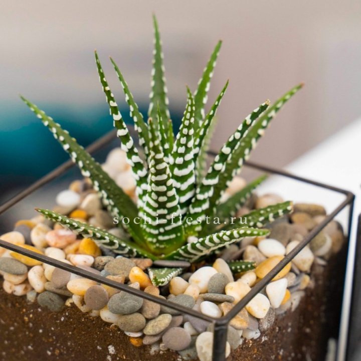 Флорариум Кубик с суккулентом Хавортия в Бийске