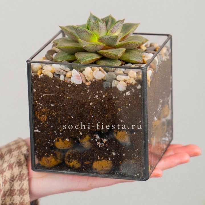Флорариум Кубик с суккулентом Каменная роза в Бийске