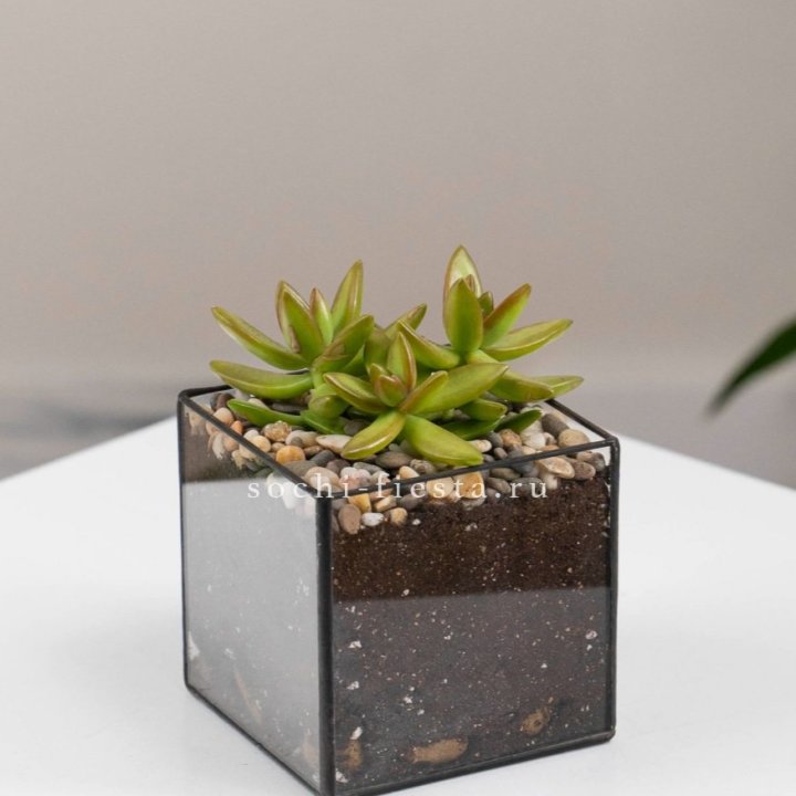 Флорариум Кубик с суккулентом Седум в Бийске
