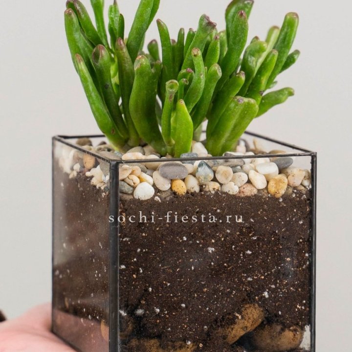 Флорариум Кубик с суккулентом Хоббит в Бийске