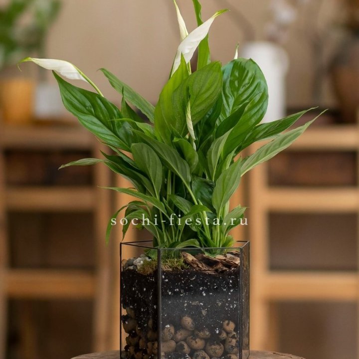 Спатифиллум в кашпо Пятиугольник в Бийске