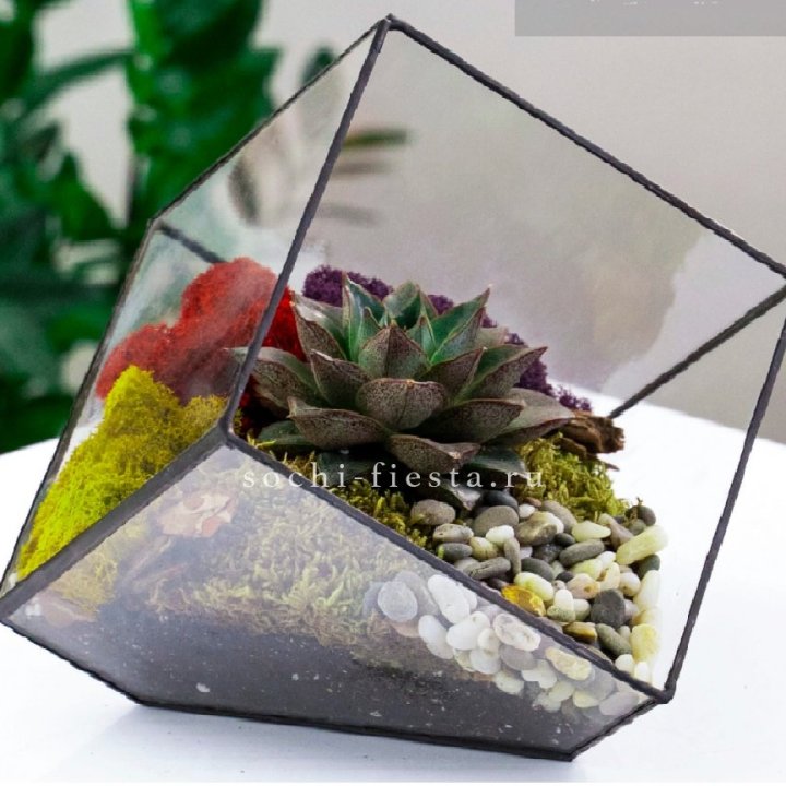 Флорариум Куб усеченный с суккулентом Каменная роза в Бийске