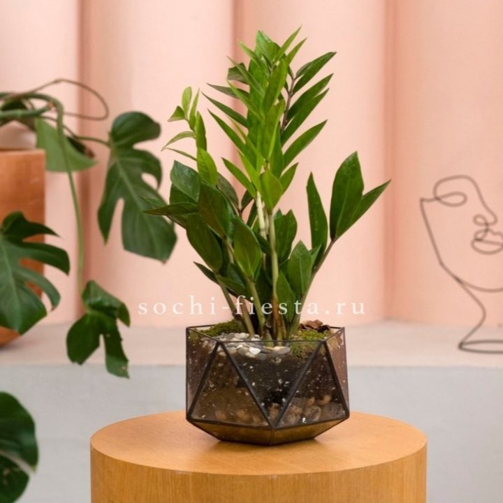 Замиокулькас в кашпо Икосаедр в Бийске