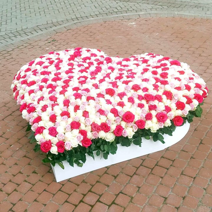 555 роза  в Бийске