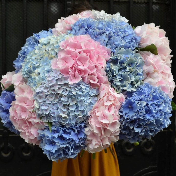 Букет гортензий "Фонтан" в Бийске