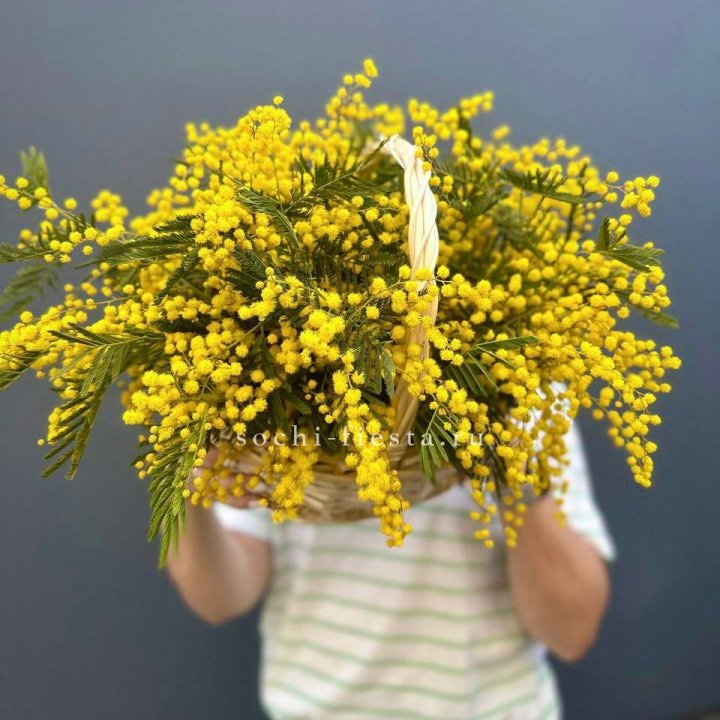 Весенняя корзина мимозы в Бийске