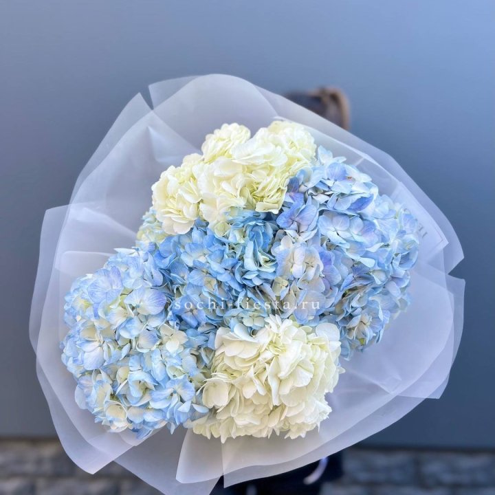 5 бело-голубых гортензий в Бийске