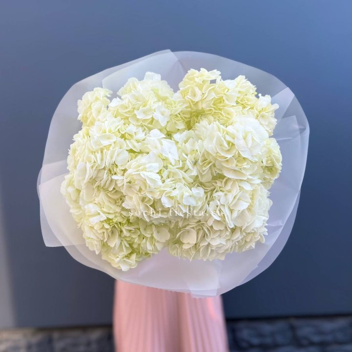 7 белых гортензий в Бийске