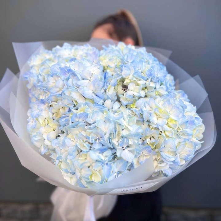 5 голубых гортензий в Бийске