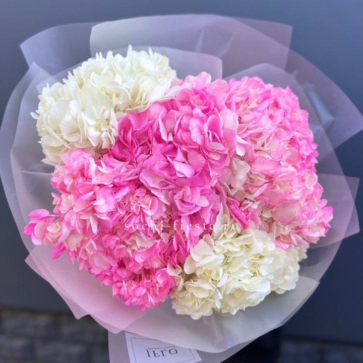 5 бело-розовых гортензий в Бийске