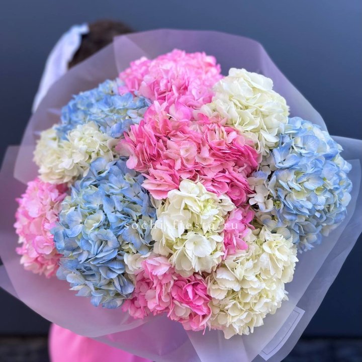 11 гортензий микс в Бийске