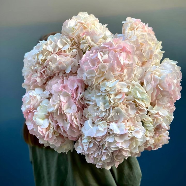 Охапка розовой гортензии в Бийске