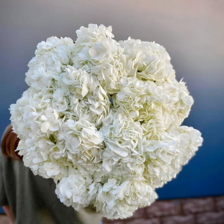 Охапка белой гортензии в Бийске