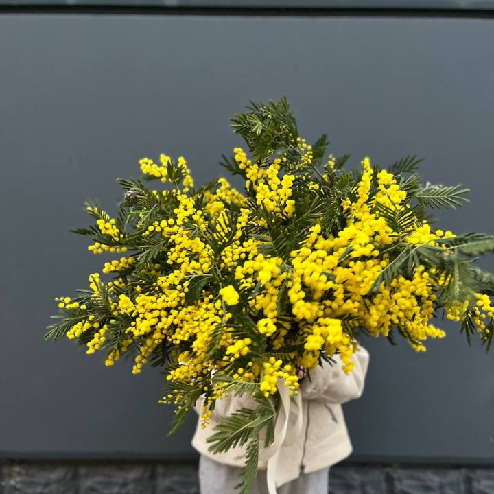 Охопка мимозы в Бийске