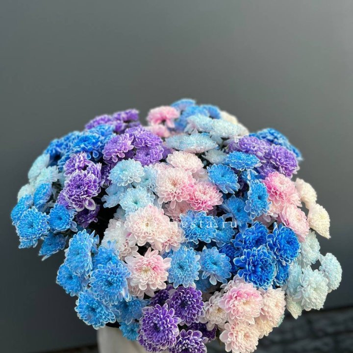 25 цветных хризантем в Бийске