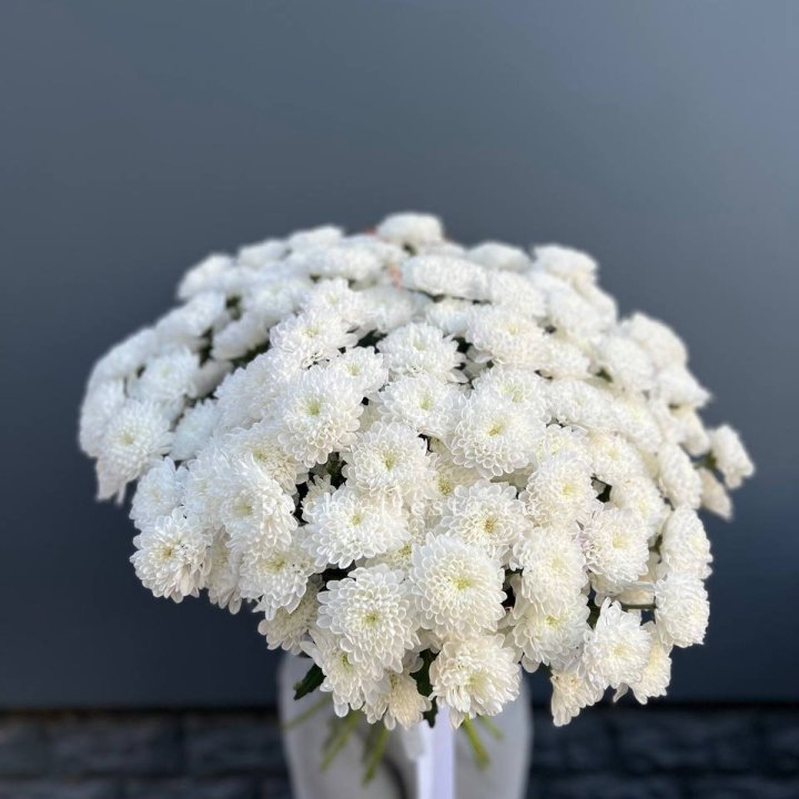  25 хризантем белых в Бийске