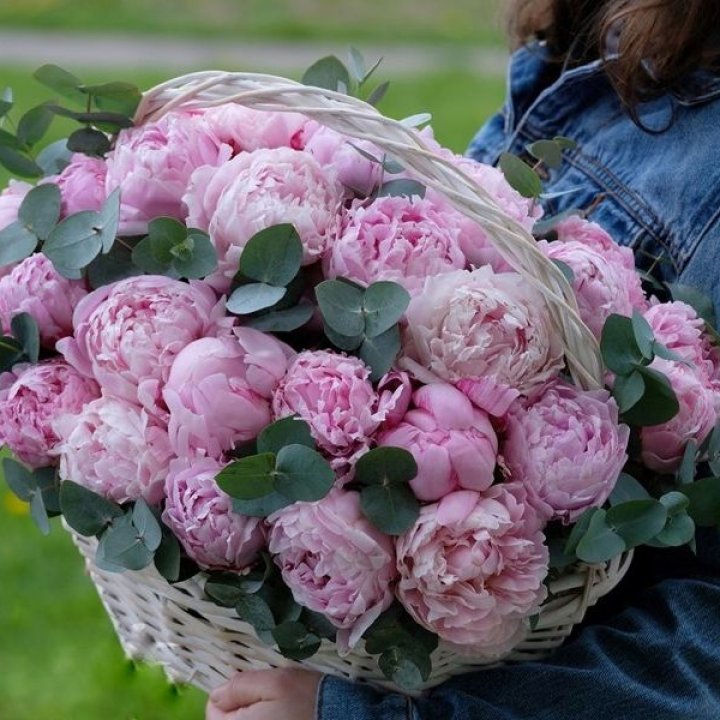 51 пион в корзине в Бийске