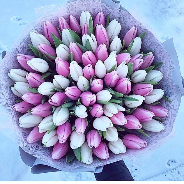 101 тюльпан "Лолипоп" в Бийске